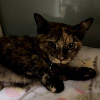 Cricket -  Domestic Short Hair Cat for Adoption in Las Vegas, Nevada - Cricket | PetCurious