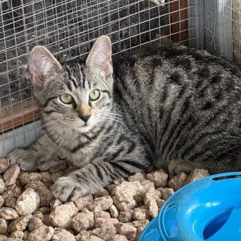 Rescue Domestic Short Hair Cats for Adoption in Boerne, Texas - Camero | PetCurious