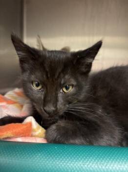 Blade -  Domestic Short Hair Cat for Adoption in Cincinnati, Ohio - Blade | PetCurious