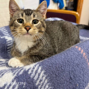 Rescue Domestic Short Hair Cats for Adoption in Cheyenne, Wyoming - Freddy Krueger | PetCurious