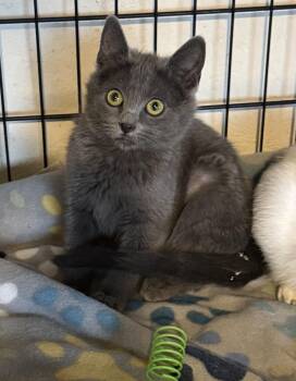 Domestic Short Hair Cats Available for Adoption - Baby Blue | PetCurious