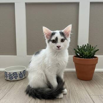 Chief Brody -  Domestic Medium Hair Cat for Adoption in Greenfield, Indiana - Chief Brody | PetCurious