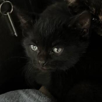 Domestic Short Hair Cats Available for Adoption in Oak Park, Illinois - Snuggy | PetCurious