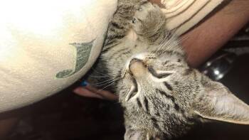 Flying Tackle -  Domestic Short Hair Cat for Adoption in Cincinnati, Ohio - Flying Tackle | PetCurious
