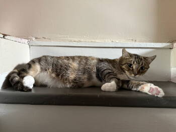 Rescue Domestic Short Hair Cats for Adoption - Marjorie | PetCurious