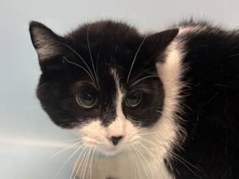 Umi -  Domestic Short Hair Cat for Adoption in Golden Valley, Minnesota - Umi | PetCurious
