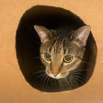 Rescue Domestic Short Hair Cats for Adoption in Lindon, Utah - Thelma | PetCurious