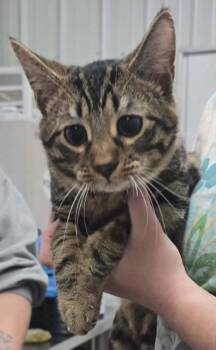 Bengal Cats Available for Adoption in Hillsdale, Indiana - Cesar | PetCurious