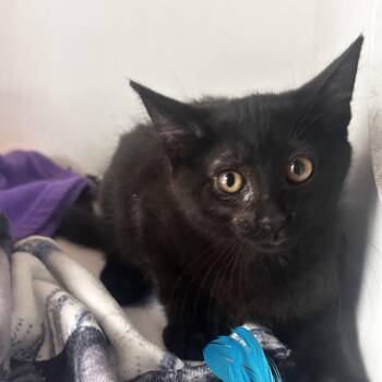 Zach -  Domestic Short Hair Cat for Adoption in Dearborn, Michigan - Zach | PetCurious