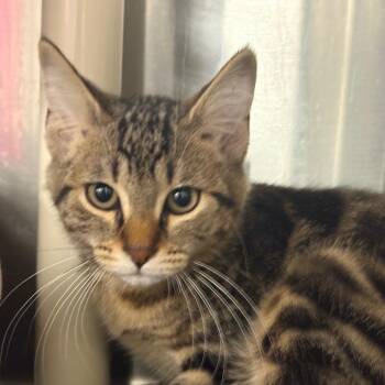 Garrick -  Domestic Short Hair Cat for Adoption in West Palm Beach, Florida - Garrick | PetCurious