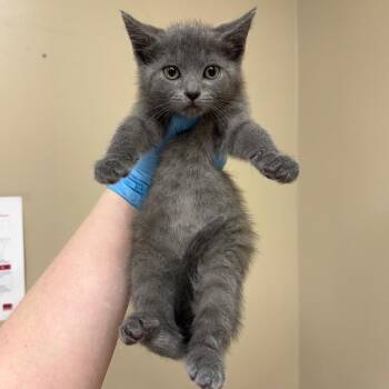 Dee Dee -  Domestic Short Hair Cat for Adoption in Birmingham, Alabama - Dee Dee | PetCurious