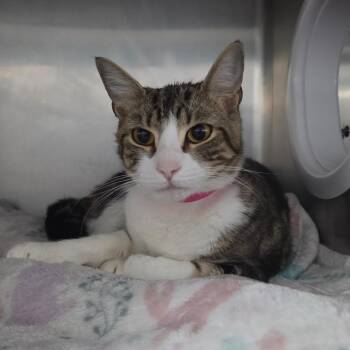 Domestic Short Hair Cats Available for Adoption in Lakeland, Florida - Peppermint Patty | PetCurious