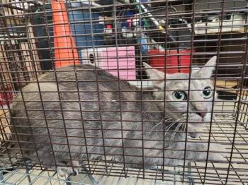 A660040 -  Domestic Short Hair Cat for Adoption in Houston, Texas - A660040 | PetCurious