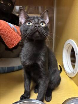 Microwave -  Domestic Short Hair Cat for Adoption in Fort Collins, Colorado - Microwave | PetCurious