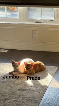 Rescue Devon Rex Cats for Adoption in Markham, Ontario - Jumbo | PetCurious