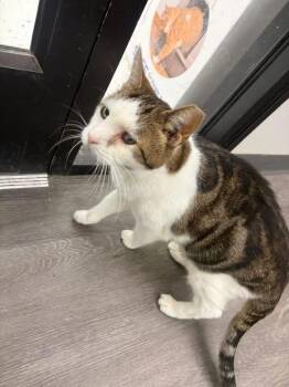 Domestic Short Hair Cats Available for Adoption in Cleveland, Ohio - Sweet Potato | PetCurious