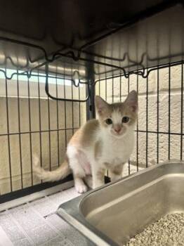 Clarice -  Domestic Short Hair Cat for Adoption in Vero Beach, Florida - Clarice | PetCurious