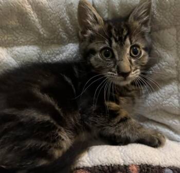 Domestic Short Hair Cats Available for Adoption in Vancouver, Washington - Yoshi | PetCurious