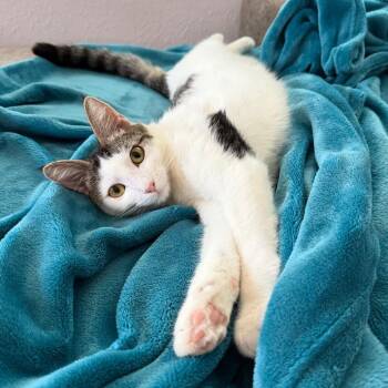 Dave -  Domestic Short Hair Cat for Adoption in Wahiawa, Hawaii - Dave | PetCurious