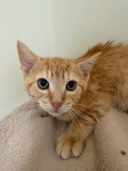 Sunshine -  Domestic Short Hair Cat for Adoption in Pomona, New York - Sunshine | PetCurious