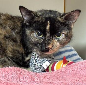 Domestic Short Hair Cats Available for Adoption - HILDA | PetCurious