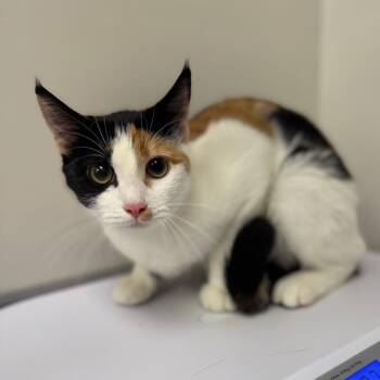 Sally *AVAILABLE IN FOSTER* -  Domestic Short Hair Cat for Adoption in Columbiana, Alabama - Sally *AVAILABLE IN FOSTER* | PetCurious
