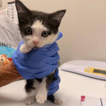 Orea -  Domestic Short Hair Cat for Adoption in Chattanooga, Tennessee - Orea | PetCurious