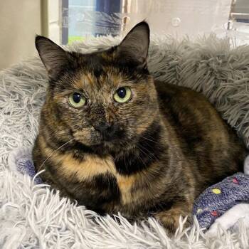 Rescue Domestic Short Hair Cats for Adoption in Hampton Bays, New York - Princess | PetCurious