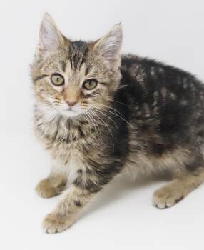 Maine Coon and Tabby Cats Available for Adoption - Pascal And Flynn - Bonded Baby Bros - SUPER FRIENDLY! | PetCurious