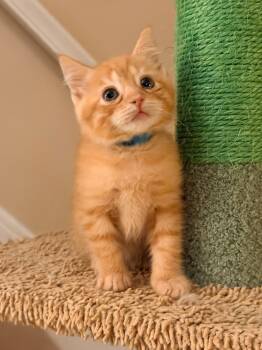 Stilton -  Domestic Short Hair Cat for Adoption in Honeoye, New York - Stilton | PetCurious