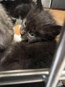 Chapter -  Domestic Short Hair Cat for Adoption in Roseville, California - Chapter | PetCurious