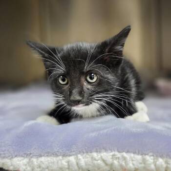 Rocky Road -  Domestic Short Hair Cat for Adoption in Fredericksburg, Virginia - Rocky Road | PetCurious