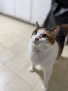 Rescue Domestic Short Hair Cats for Adoption - Lucy | PetCurious