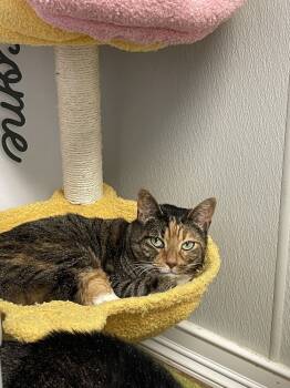 Rescue Domestic Short Hair Cats for Adoption in Bolivar, Missouri - Savage | PetCurious
