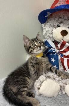 Wolfie -  Domestic Short Hair Cat for Adoption in Picayune, Mississippi - Wolfie | PetCurious