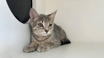 Chong -  Domestic Short Hair Cat for Adoption in Chestertown, Maryland - Chong | PetCurious
