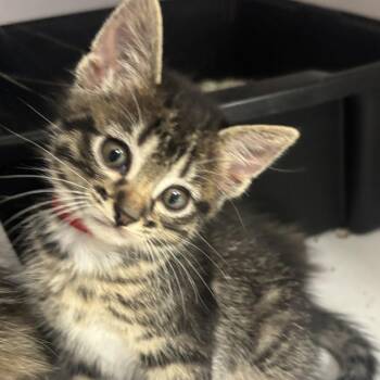 Domestic Short Hair Cats Available for Adoption in Houston, Texas - Misty | PetCurious