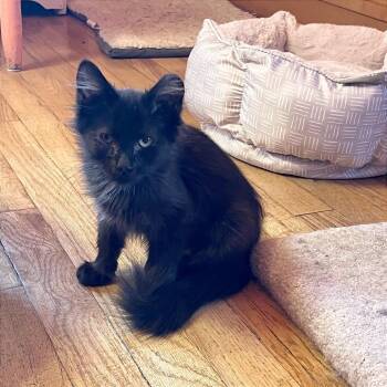 Cocoa -  Domestic Short Hair Cat for Adoption in Hailey, Idaho - Cocoa | PetCurious