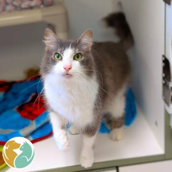 Bronko -  Domestic Medium Hair Cat for Adoption in Toledo, Ohio - Bronko | PetCurious