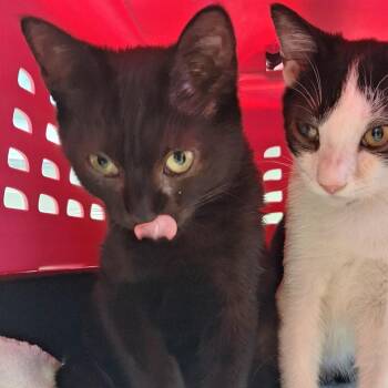 Liza -  Domestic Short Hair Cat for Adoption in Cumming, Georgia - Liza | PetCurious