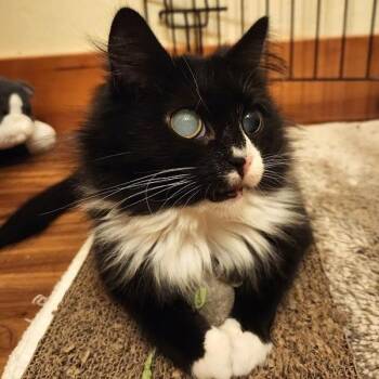 Domestic Medium Hair Cats Available for Adoption - Juniper | PetCurious