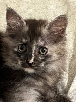 Tabby and Domestic Long Hair Cats Available for Adoption in San Antonio, Texas - Iris | PetCurious