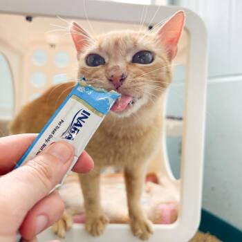 Domestic Short Hair Cats Available for Adoption in Kailua-kona, Hawaii - Valencia | PetCurious