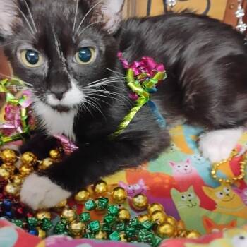 tutti frutti tux 3lb f -  Tuxedo Cat for Adoption in Phoenix, Arizona - Tutti Frutti Tux 3lb F | PetCurious