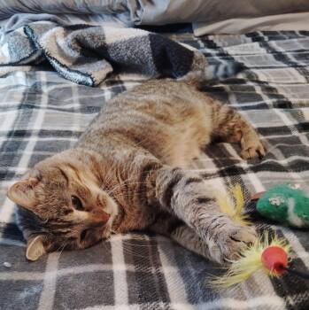 Domestic Short Hair Cats Available for Adoption - Sandy | PetCurious