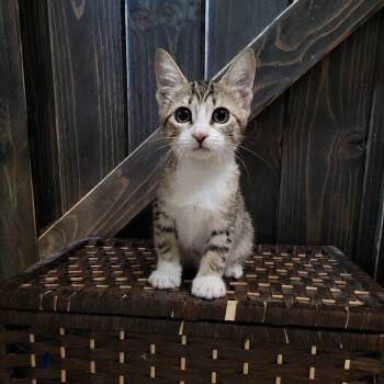 Rachel -  Domestic Short Hair Cat for Adoption in San Tan Valley, Arizona - Rachel | PetCurious
