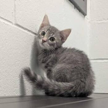 Cricket -  Domestic Short Hair Cat for Adoption in Dayton, Ohio - Cricket | PetCurious
