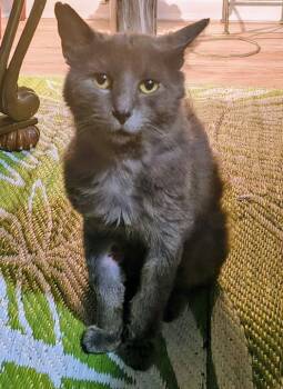 GREYSON -  Domestic Medium Hair Cat for Adoption in Dallas, Texas - GREYSON | PetCurious