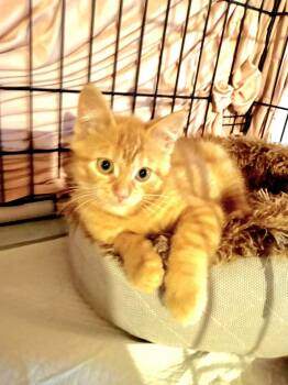 Tango -  Domestic Short Hair Cat for Adoption in Montreal, Quebec - Tango | PetCurious