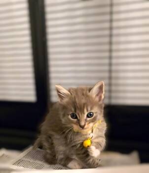 Maine Coon and Domestic Long Hair Cats Available for Adoption in Pacifica, California - Frutti Di Mare | PetCurious